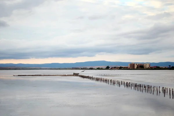 Slané jezero Pomorie. roj racků sedí na několika dřevěných průzkumech zastrčených do slané vody, která se používá k extrakci soli — Stock fotografie