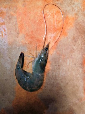 raw king prawn. Jumbo raw black tiger shrimps or prawns for cooking background