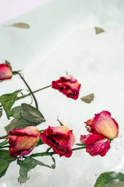 Una rosa seca en agua, una imagen abstracta adecuada para usar la cubierta —  Fotos de Stock