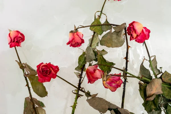 A dried rose in water, an abstract image suitable for using the cover — Stock Photo, Image