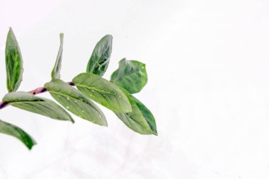 Zamioculcas zamiifolia ya da Emerald Palm yaprakları, beyaz arka planda izole edilmiş, kırpma yolu olan taze parlak yapraklar. Kapağı kullanmak için uygun soyut resim, metin için boşluk