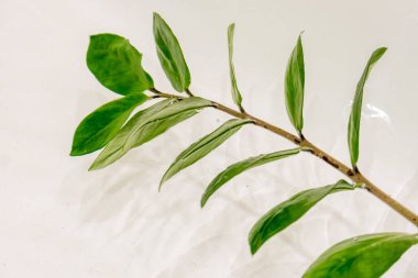 Zamioculcas zamiifolia ya da Emerald Palm yaprakları, beyaz arka planda izole edilmiş, kırpma yolu olan taze parlak yapraklar. Kapağı kullanmak için uygun soyut resim, metin için boşluk