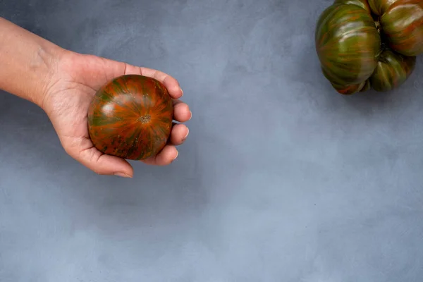 En grön-röd randig tomat i en kvinnas hand. Mock upp på grå bakgrund, koncept en mängd hälsosam mat — Stockfoto