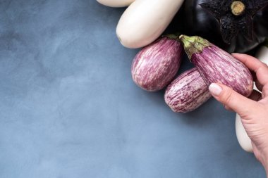 Beş oval patlıcan beyazı ve bir kadının elinde menekşe rengi. Konsept için modelleme yapın. Sağlıklı yiyecekler.