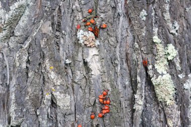 Ağaç kabuğu üzerinde itfaiyeci hata