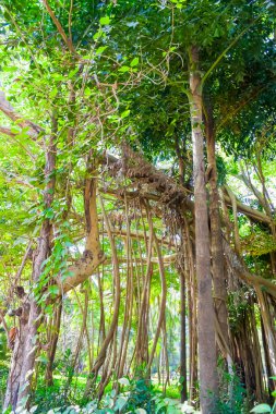 Banyan Tree. Ficus Bengalce