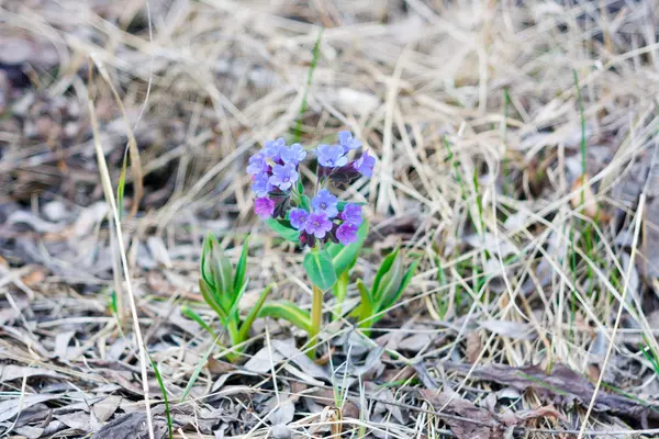 Spring flower Lungwort — Stock Photo, Image