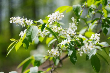 İlkbaharda çiçek açan kuş kiraz