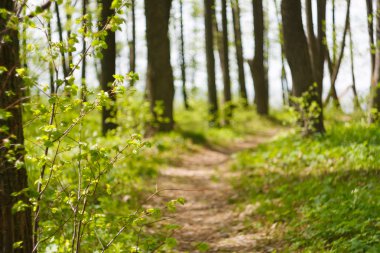 Patika bahar orman içinde