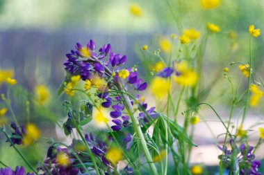 Yeşiller Willow herb çiçeklenir