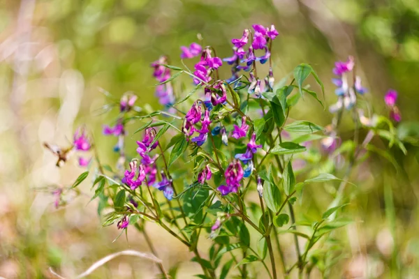 Flores da primavera (Lathyrus vernus ) — Fotografia de Stock
