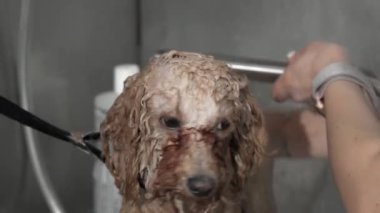 Profesyonel köpek bakıcısı tarafından yıkanan sevimli kaniş yavrusu.