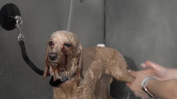 Deslizante tiro de um groomer lavagem bonito cão poodle — Vídeo de Stock