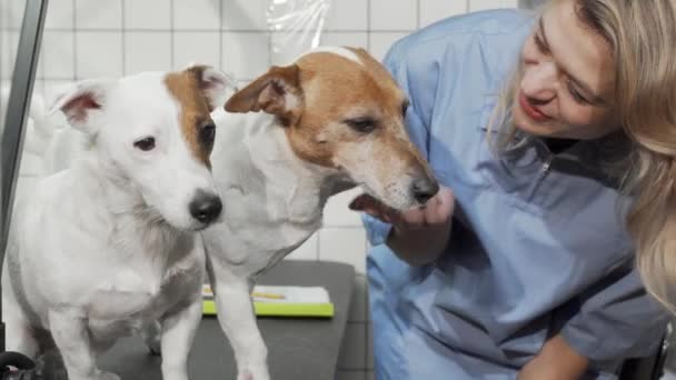 Vrouwelijke dierenarts onderzoeken poot van een schattige jack russell terrier — Stockvideo