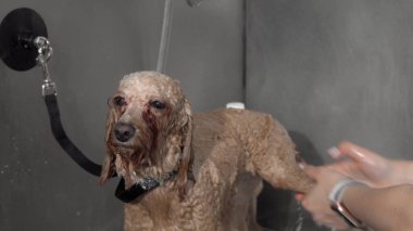 Sliding shot of a groomer washing cute poodle dog clipart