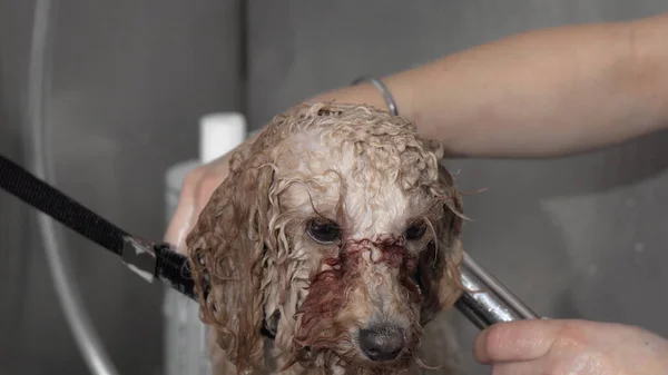 Profesyonel köpek bakıcısı tarafından yıkanan sevimli kaniş yavrusu. Telifsiz Stok Imajlar