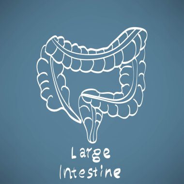 Kalın bağırsak anatomi simgesi, boyalı tahta