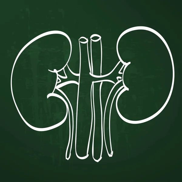 Icono de anatomía renal — Archivo Imágenes Vectoriales