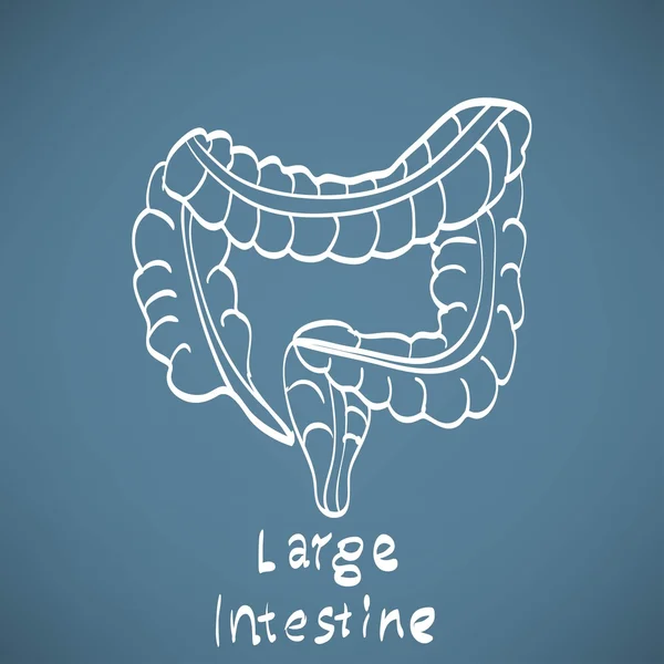 Icono de anatomía del intestino grueso, pintado en la pizarra — Vector de stock