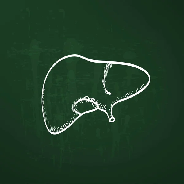 Anatomie du foie humain — Image vectorielle