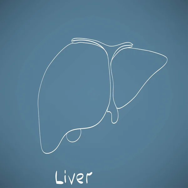 Liver anatomy icon. — Stock Vector