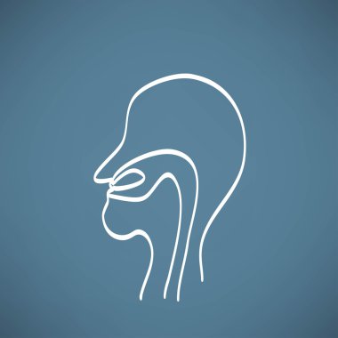 insan burun anatomisi