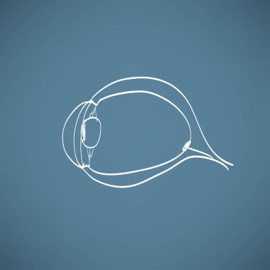 insan gözünün anatomisi