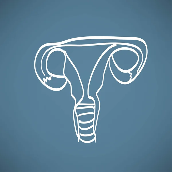 Female reproductive organs — Stock Vector