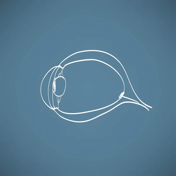 Anatomía ocular humana — Vector de stock