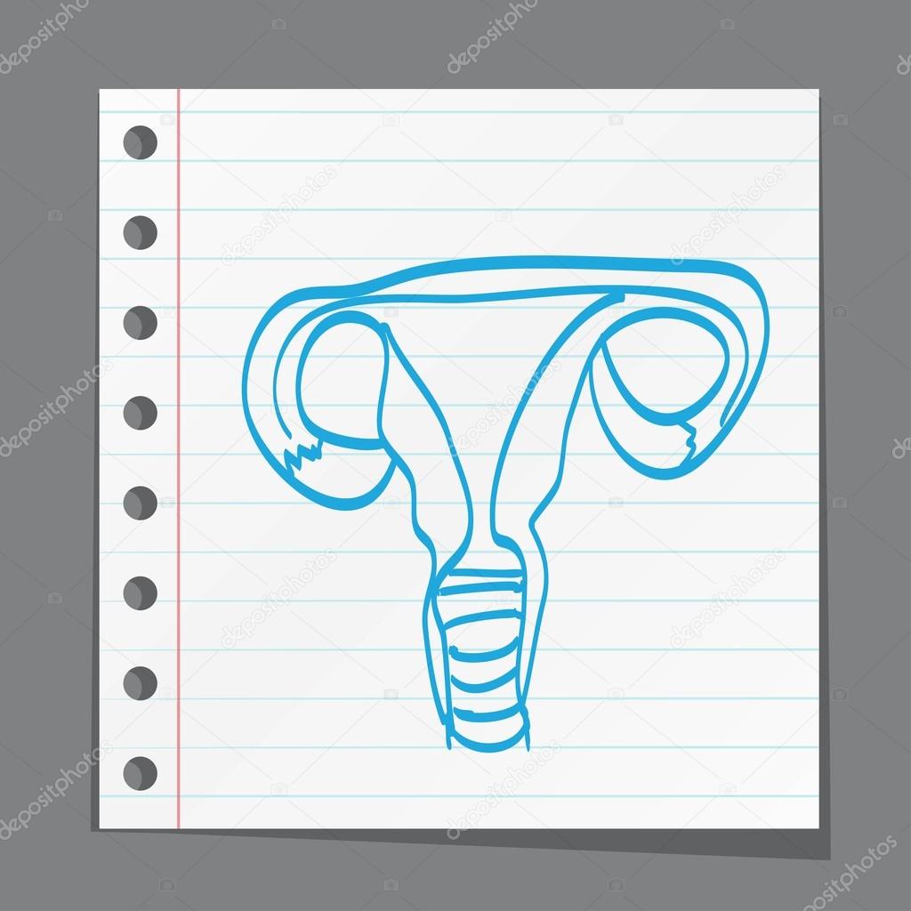 internal female reproductive organs