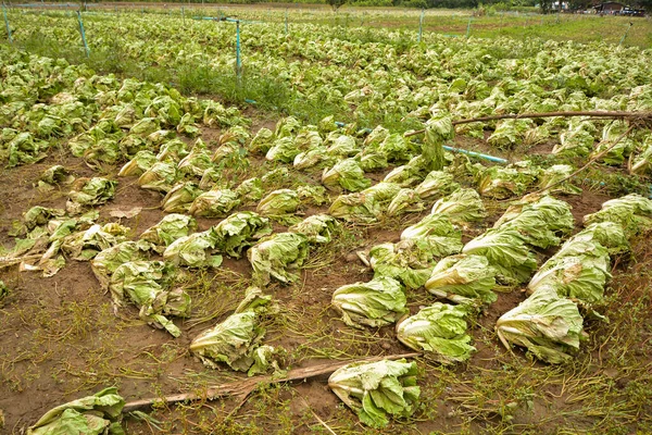 Terres Agricoles Touchées Par Les Inondations Champ Inondé Les Conséquences Image En Vente