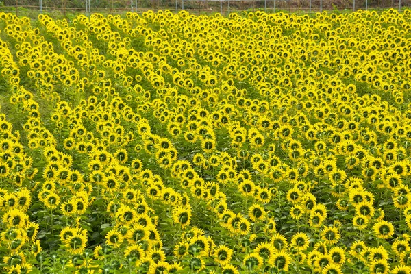 Sunflower field nature scene. Sunflowers field landscape. Sunflower field view Background