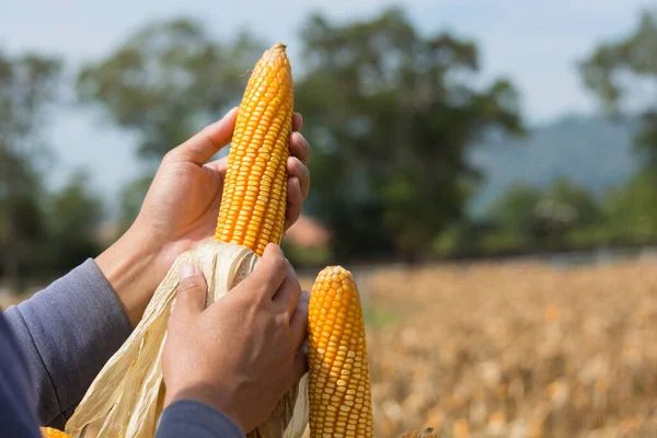 Närbild Moget Foder Corn Cob Håll Handen Bonde Eller Odlare — Stockfoto