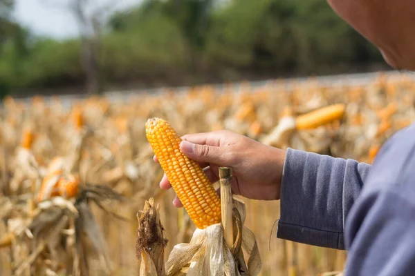 Closeup Ripe Feed Corn Cob Hold Hand Farmer Cultivator Dry — Stock Photo, Image