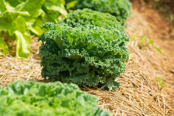 Green Lettuce Salad Plant Row Vegetable Garden Agiculture Agro Industry — Stock Photo, Image