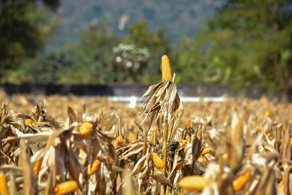 Closeup Cob Corn Farming Field Garden Morning Countryside Environment — Stock Photo, Image