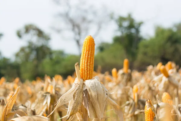 Närbild Cob Corn Farming Field Eller Garden Med Morgon Countryside — Stockfoto