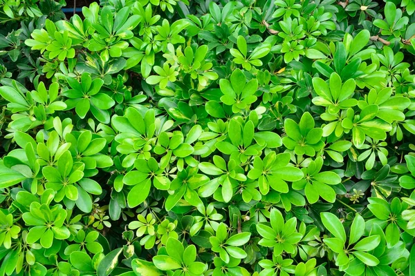 Textur bakgrund av gröna blad — Stockfoto