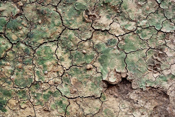 Crack Solo com musgo verde para uso como fundo de textura . — Fotografia de Stock