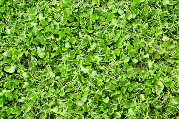 Fondo de hermoso jacinto verde y hierba — Foto de Stock