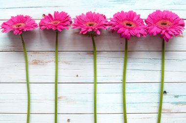 güzel pembe papatyalar