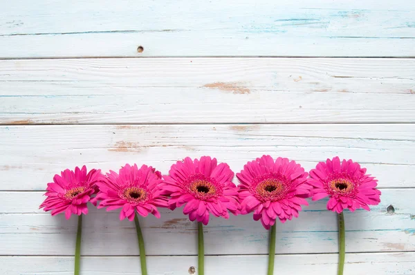 Margaridas rosa bonitas — Fotografia de Stock