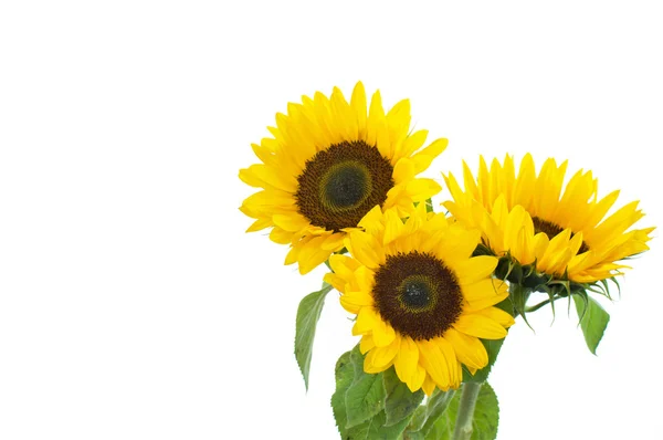 Beautiful yellow sunflowers — Stock Photo, Image