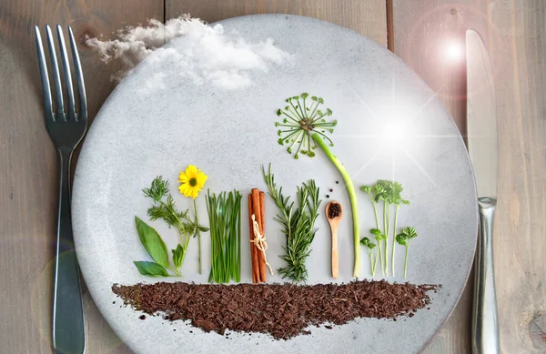 Salade Bio Jardin Herbes Aromatiques Dans Une Assiette Avec Pissenlit — Photo