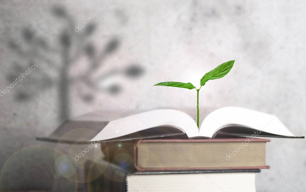 Plant seedling growing from an open book with tree shadow in the background