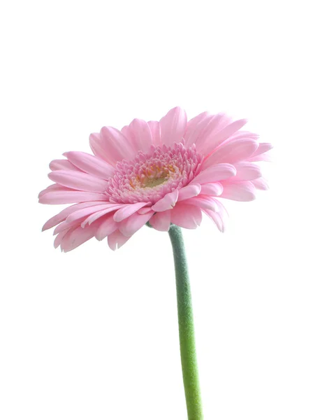 Pembe gerbera papatya — Stok fotoğraf