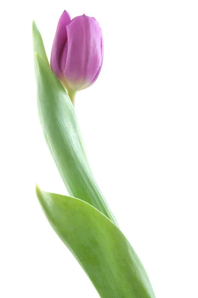 Bel tulipano rosa — Foto Stock