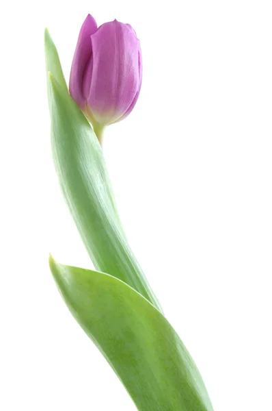 Bonito tulipán rosa — Foto de Stock