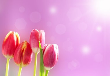 Güneşin sarı ve pembe laleler
