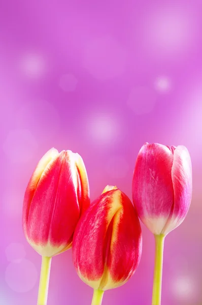 Três tulipas seguidas — Fotografia de Stock